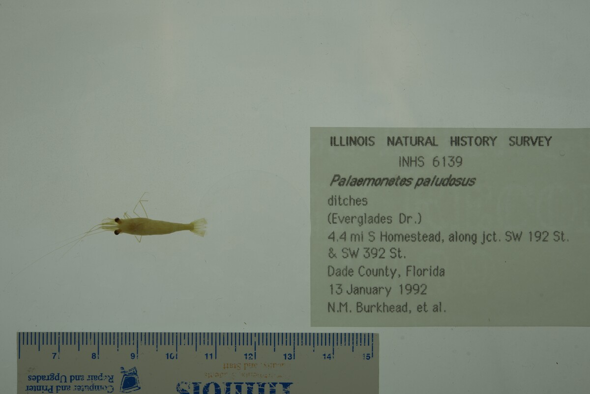 Palaemonetes paludosus image